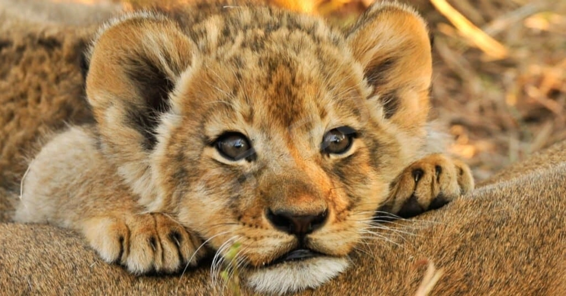 Фото для знакомства мужчины LostCub 1857568